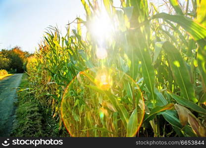 field of corn in back light