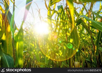 field of corn in back light