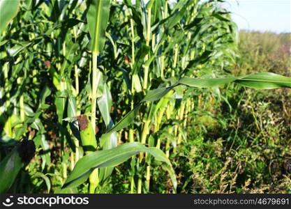 field of corn in summer. summer landscape