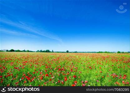 Field of Corn Poppy Flowers