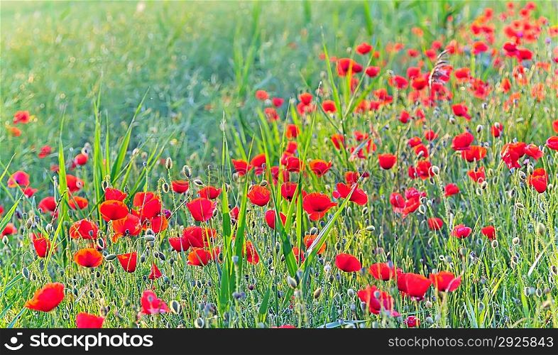 Field of Corn Poppy Flowers in summer time