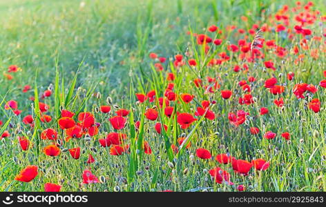 Field of Corn Poppy Flowers in summer time