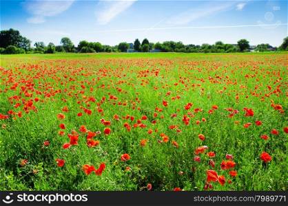 Field of Corn Poppy Flowers&#xA;&#xA;