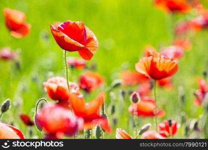 Field of Corn Poppy Flowers&#xA;&#xA;