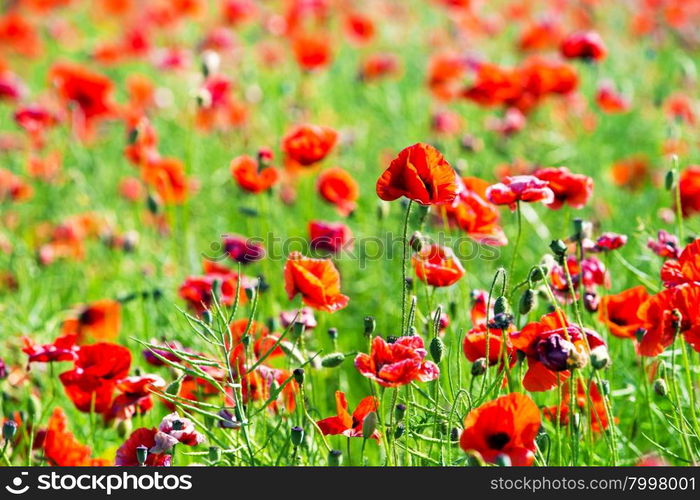 Field of Corn Poppy Flowers&#xA;&#xA;