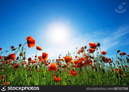 Field of Corn Poppy Flowers&#xA;&#xA;