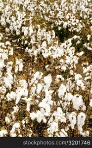Field of cotton ready for harvest in Texas