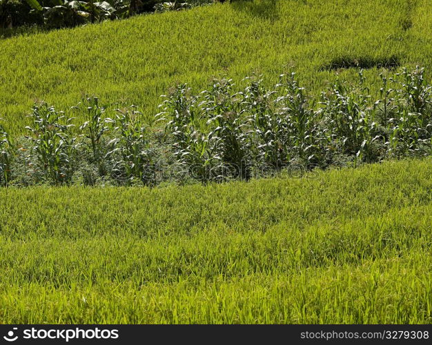 Field of crops growing in Bali