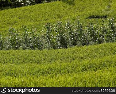 Field of crops growing in Bali