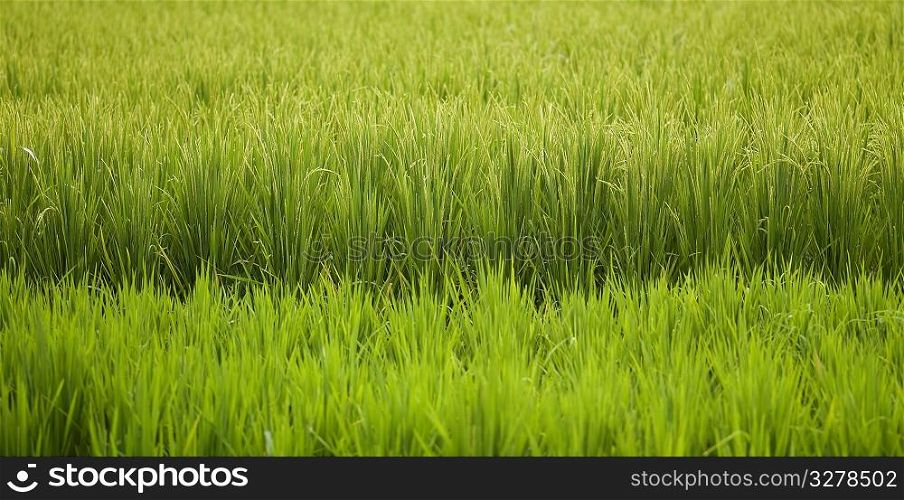 Field of crops in Bali