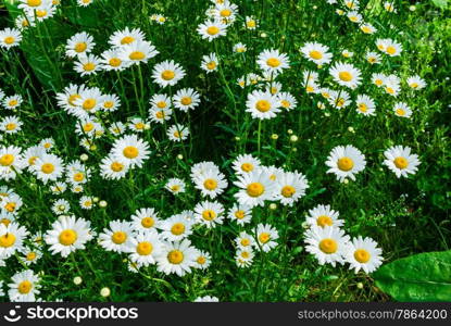 Field of daisies from top against lush green grass.