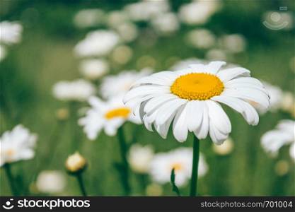 Field of daisies with an emphasis on one flower. Chamomile, chamomile moon, chamomile. Field of daisies with an emphasis on one flower. Chamomile, chamomile moon
