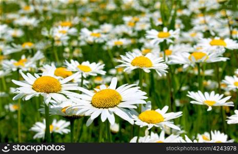 Field of daisy flowers, chamomile flowers