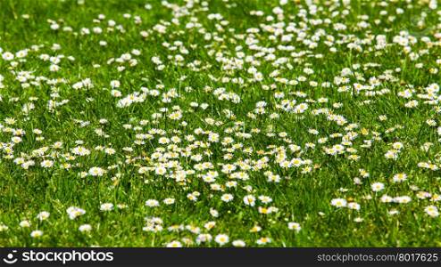 field of daisy flowers. flower meadow