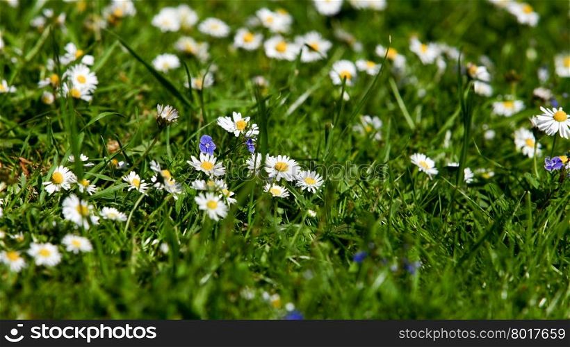 field of daisy flowers. flower meadow
