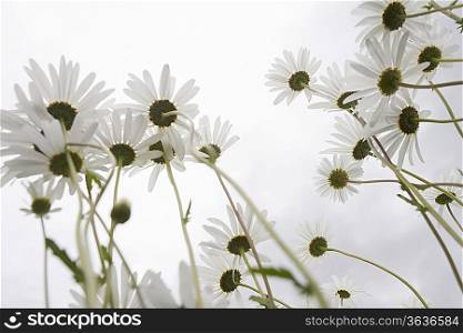 Field of Daisy flowers, low angle view, close up