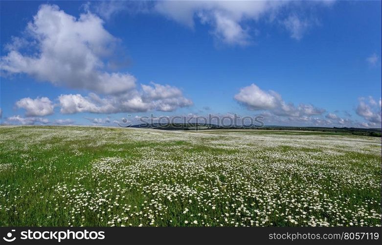 field of daisy flowers. Panorama chamomile field on a background of blue sky with clouds