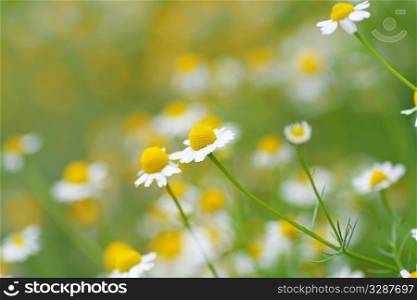 field of daisys in fresh green grass
