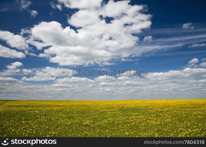 Field of dandelions and blue sky with clouds