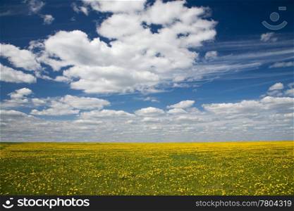 Field of dandelions and blue sky with clouds