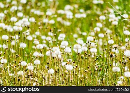 Field of dandelions with white puffy seed heads.