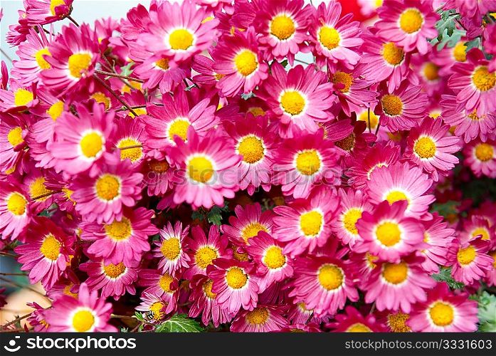 Field of dark pink chrysanthemums.