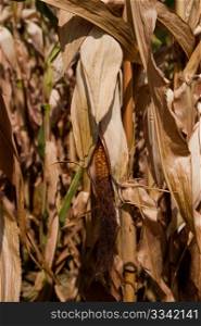 Field of dried corn stalks