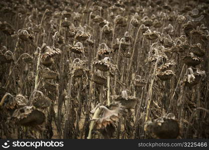 Field Of Dried Up Sunflowers