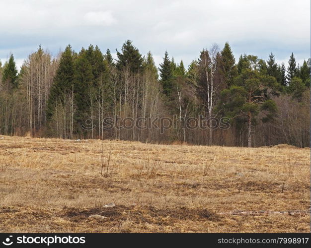 field of dry grass