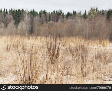 field of dry grass