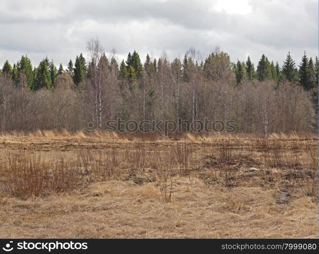 field of dry grass