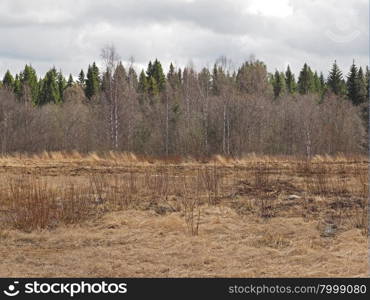 field of dry grass