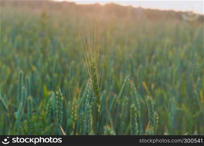 field of ears, wheat ears, agricultural land. wheat ears, agricultural land