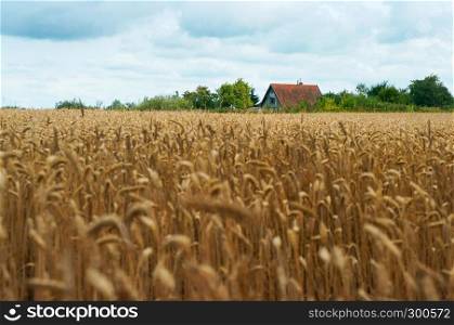 field of ears, wheat ears, agricultural land. wheat ears, agricultural land