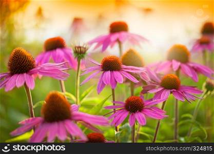 Field of echinacea flowers at sunset