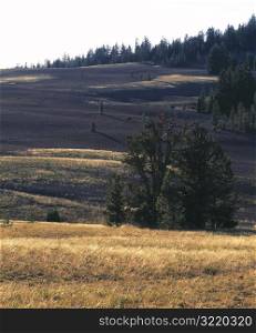 Field of Fall Grasses