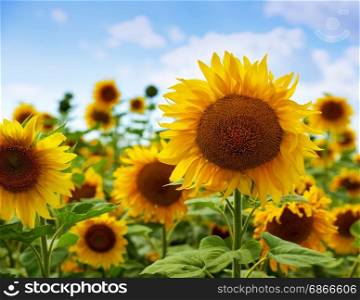 Field of flowering sunflowers against the blue sky