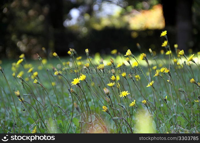 Field of flowers