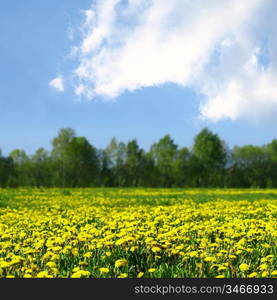 Field of flowers