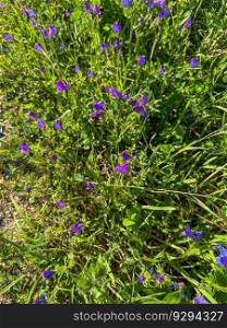 Field of flowers, purple vipers-bugloss. Wild spring flowers Echium plantagineum
