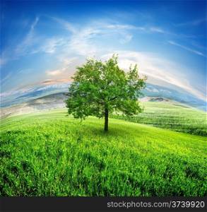 Field of fresh grass on a background of blue sky