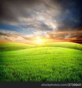 Field of fresh grass on a background of blue sky