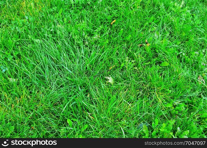 Field of fresh green grass texture as a background