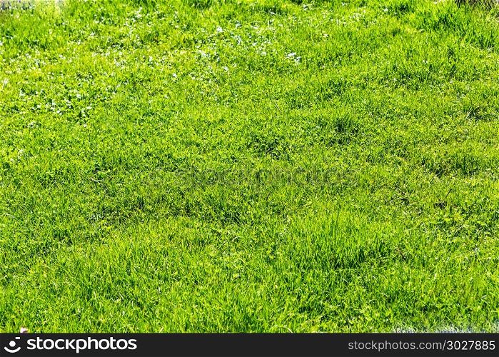 field of fresh green grass texture as a background, top view, horizontal