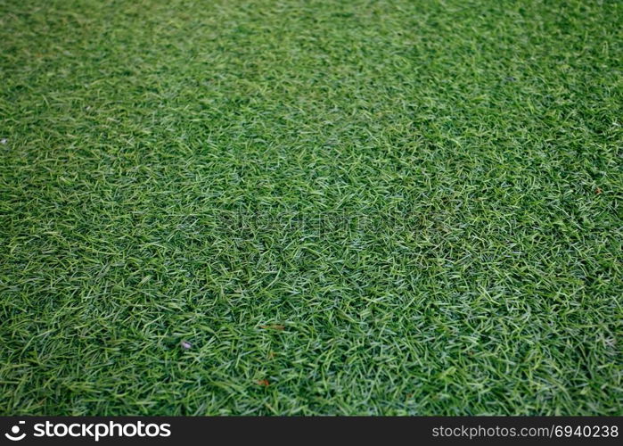 Field of fresh green lawn grass texture natural background