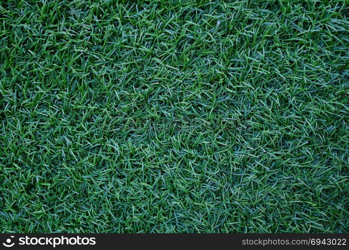 Field of fresh green lawn grass texture natural background