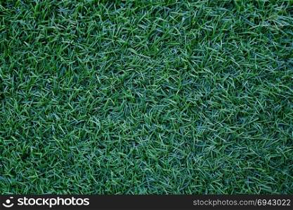 Field of fresh green lawn grass texture natural background