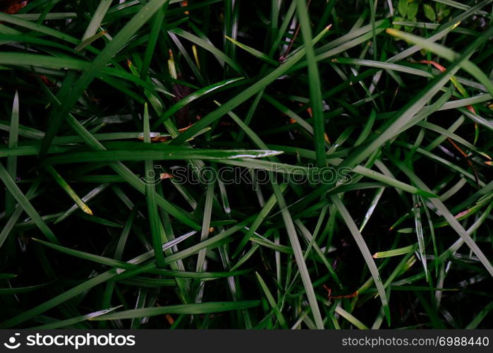 Field of fresh green lawn grass texture natural background