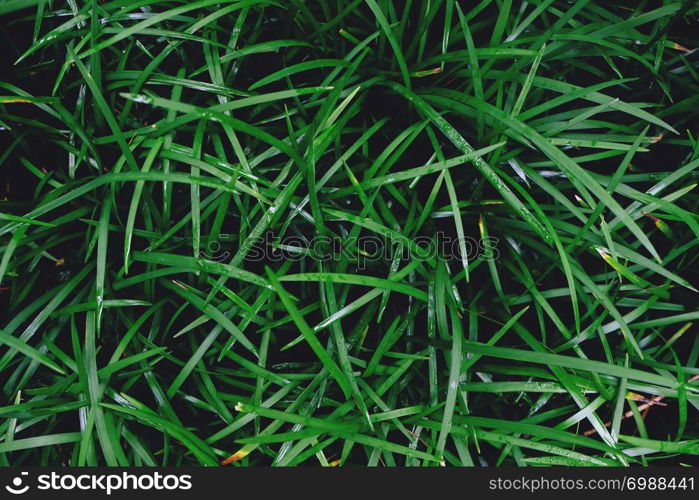 Field of fresh green lawn grass texture natural background