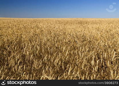 Field of gold wheat and blue sky